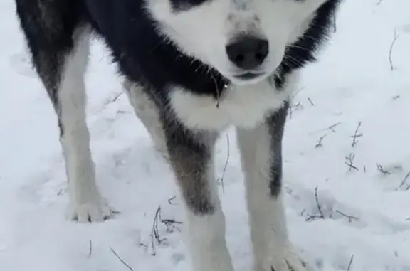 Пропала собака Марсель в Бессоновке, Пензенская область