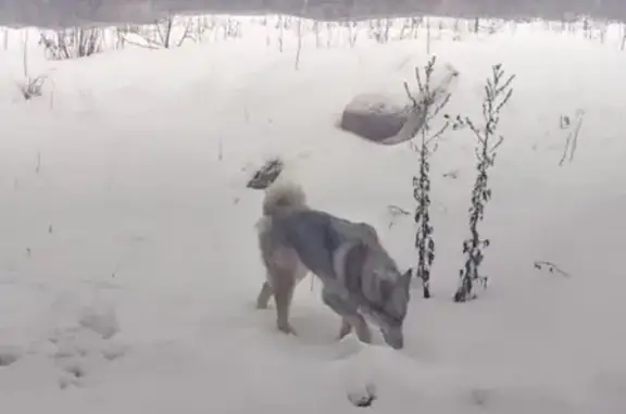 Найдена собака в деревне Саларьево, Москва