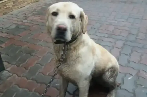 Собака Лабрадор найдена в Ростовской области на улице Жемчужной.