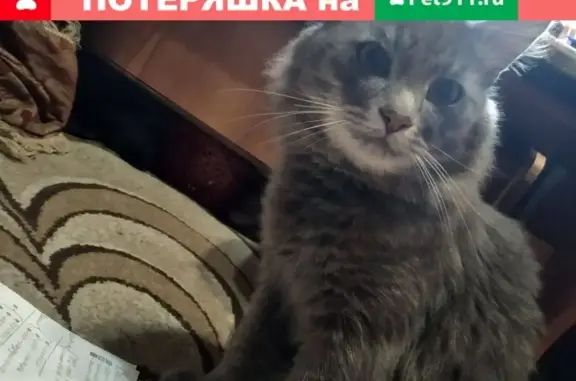 Потерянные животные Йошкар-Ола, фото: Пропал кот в снт Малиновка, Йошкар-Ола