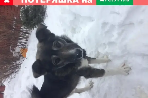 Собака найдена в Кинельском районе, Самара