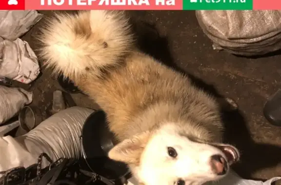 Собака Самоед найдена в Гатчинском районе, Ленобласть