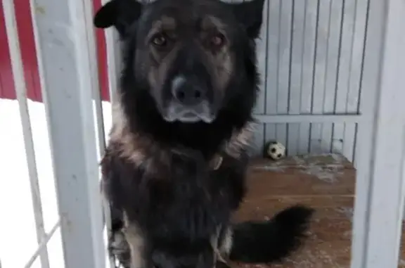 Пропала собака Гучи в Дальней Игуменке, Белгородская область