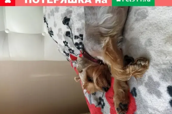 Собаки потеряшки, , фото: Потеряшка собака в Бугаевке, Харьковская область