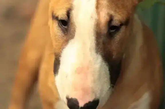 Пропала собака Бультерьер в Краснодаре на Пашковском