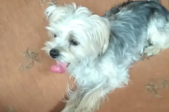 Пропала собака Макс в Михайловске, Шпаковском районе