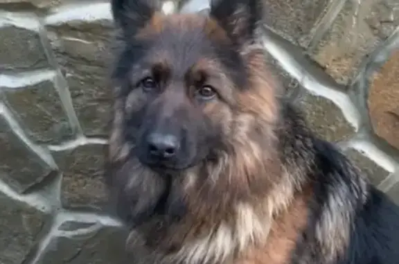 Пропала собака Муха в Тамбове, вознаграждение гарантировано