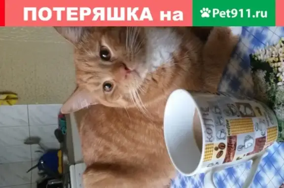 Пропала кошка Боня в Перми