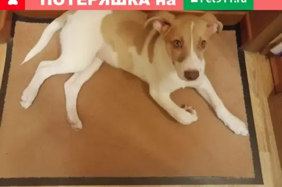 Пропала собака у магазина Пятерочка (Ясенево)