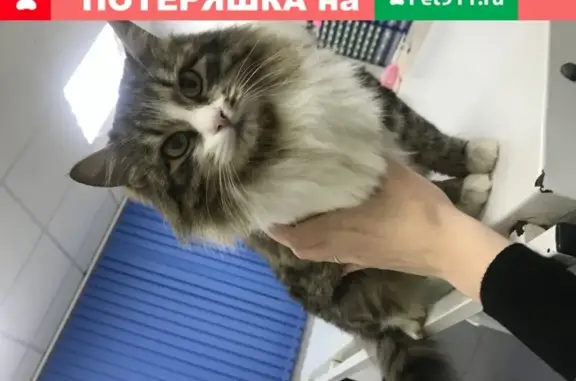 Найдена молодая кошка в Восточном Москва!