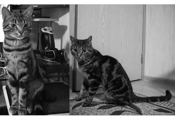 Кошки потеряшки, Санкт-Петербург, фото: Потеряшка кот Марсик на Шлиссельбургском проспекте, СПб