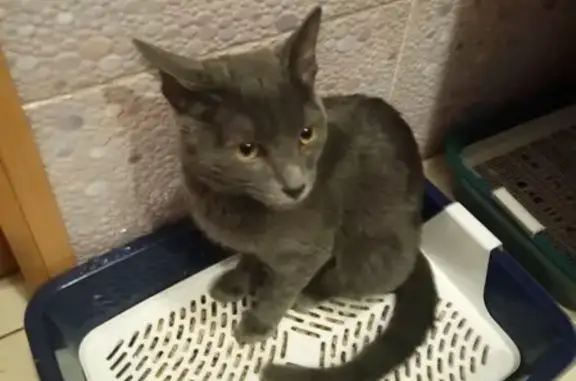 Найдена гладкошерстная кошка серого цвета на ул. Ленина, 17