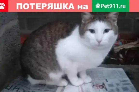 Найден кот в Дуброво, Моск. обл. (141830)