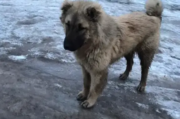 Собака найдена в Мытищах, деревня Челобитьево.