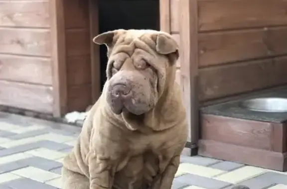 Пропала собака шарпей в Славянске-на-Кубани