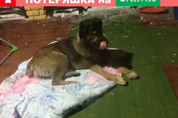 Собака найдена в Утечино, Нижний Новгород