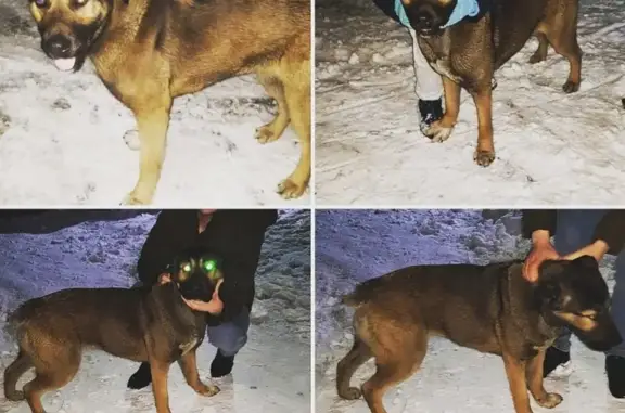 Собаки потеряшки, Нижний Новгород, фото: Потеряшка собака в Утечино, Н. Новгород