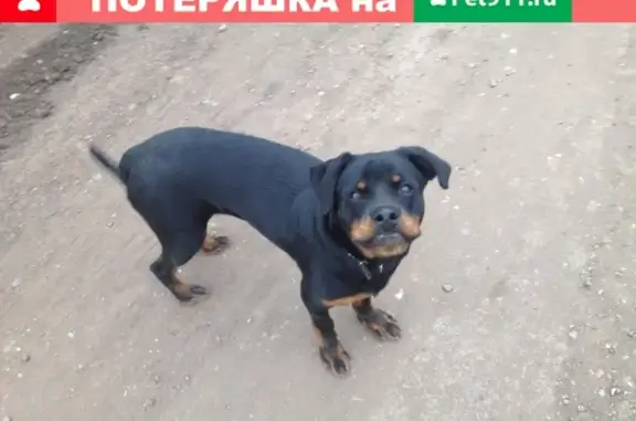 Пропала собака в Октябрьском районе Оренбургской области