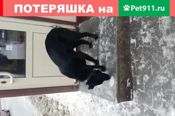 Найден худой черный пес на углу Комсомольская-Малышева