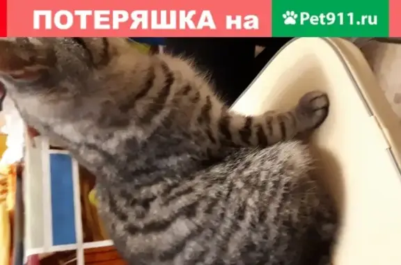 Пропала кошка Барсик в Альметьевске
