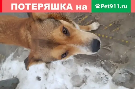 Собака на перекрестке ул. Фучика и Ноксинского спуска, Казань