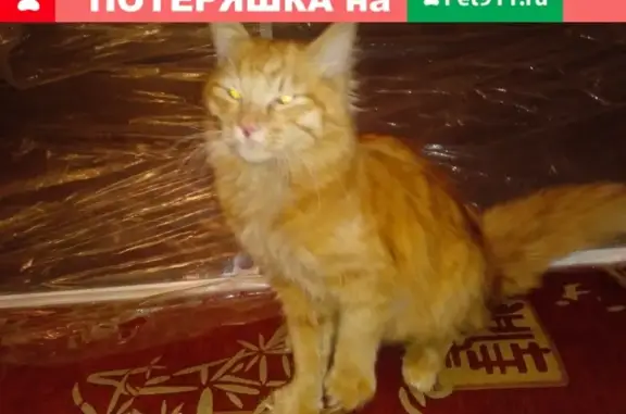 Найден рыжий кот в Апрелевке на Московской