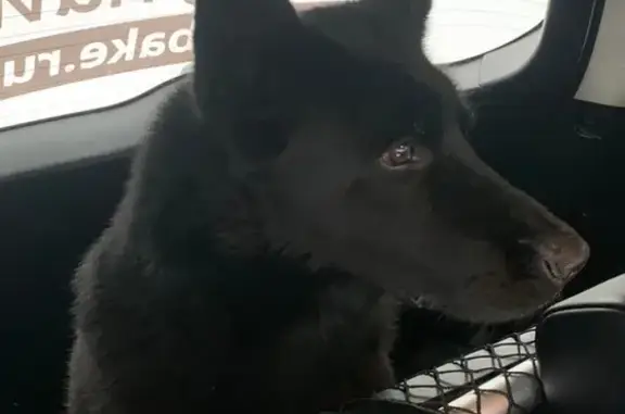Найдена собака у СНТ МАРАХОВКА, Московская область