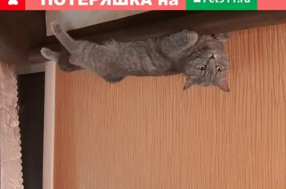 Найден пушистый кот на Александра Невского 99/2 (Иркутск)