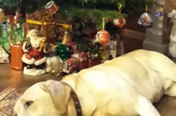 Собаки потеряшки, Калининград, фото: Потеряшка собака на ул. Спортивной, Калининград