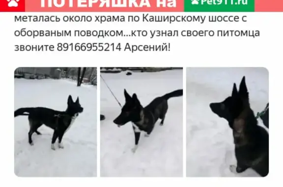 Найдена собака в Орехово-Борисово Южном, Москва