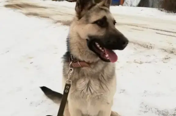 Пропала собака Тайсон в Кашире, Московская область