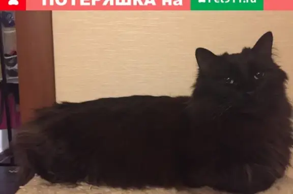 Кошки потеряшки, Санкт-Петербург, фото: Потеряшка кошка, вознаграждение. Метро Ленинский проспект.