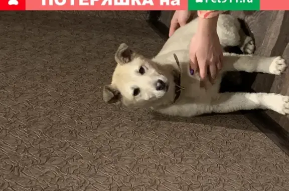 Собака найдена в Оренбурге, Ленинском районе