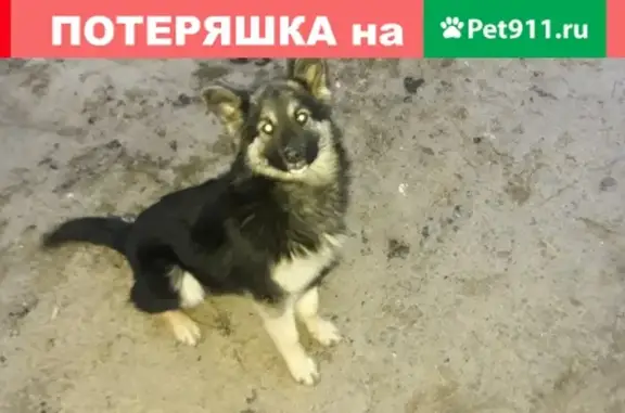 Найдена молодая собака на Вогульской улице