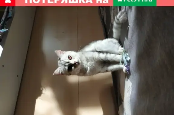 Кошки потеряшки, Махачкала, фото: Потеряшка кошка на ул. Ботлихской