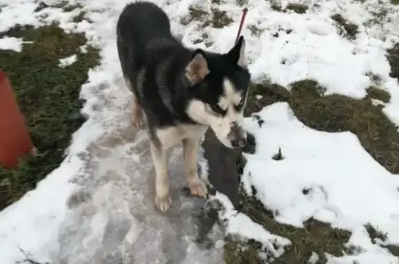 Найденные животные Тула, фото: Найдена собака на улице Пузакова, Тула