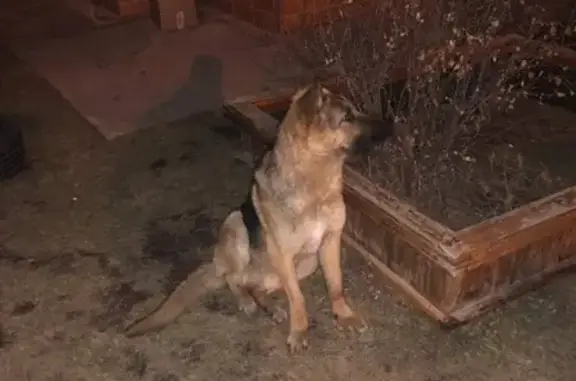 Найдена щенок-немецкая овчарка на улице Октябрьской, Черкесск