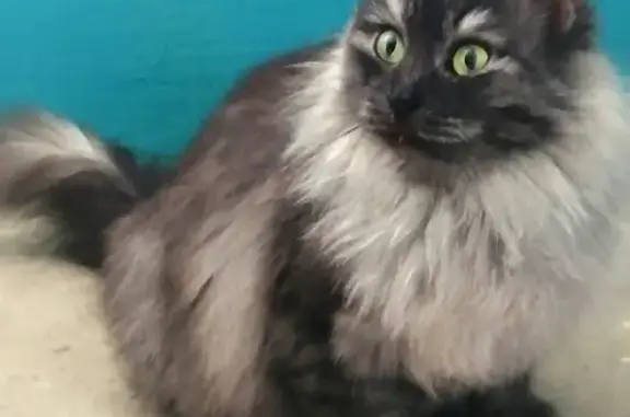 Кошка найдена в подъезде на Восточно-Казахстанской улице