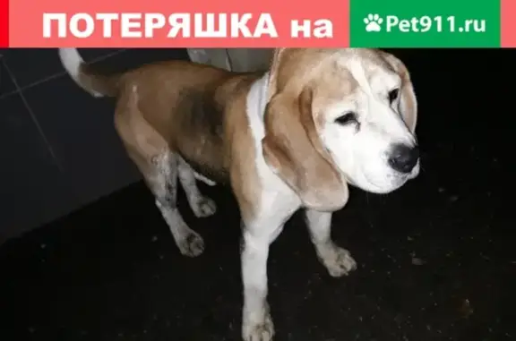 Собака Бигль найдена возле Автовокзала Саратов.