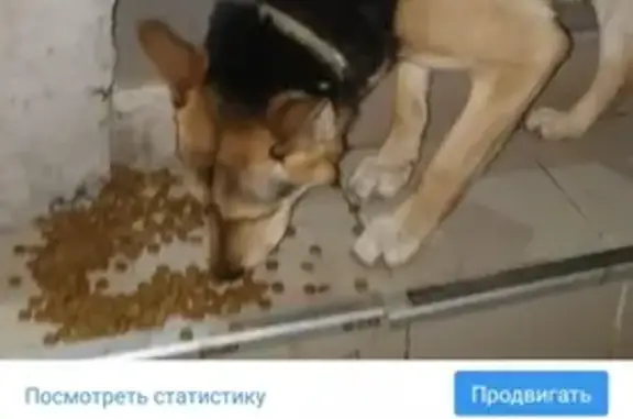 Объявления о пропавших и найденных животных, Ростов-на-Дону, фото: Найден кобель овчарки на ул. Штахановского