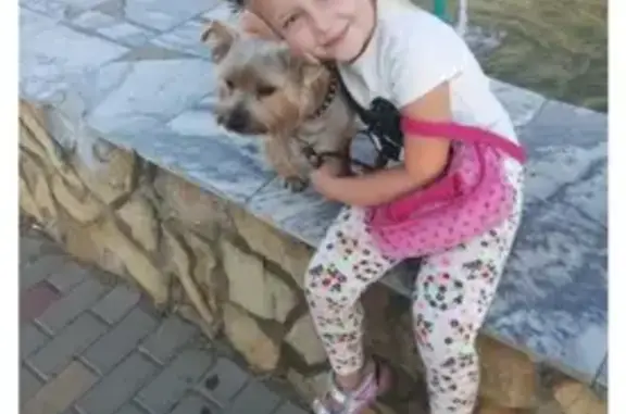 Пропала собака Йору в Белореченске, Краснодарский край