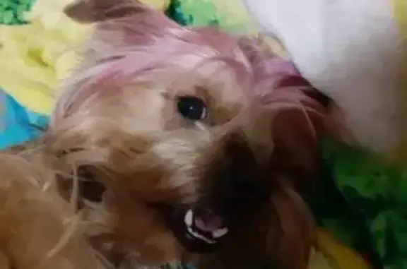 Собаки потеряшки, Белореченск, фото: Потеряшка собака Майкл с розовой головой в Белореченске