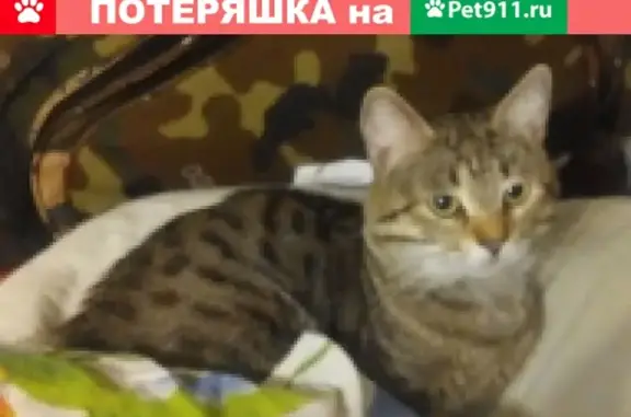 Пропала кошка на улице Симферопольская 18 в Краснодаре