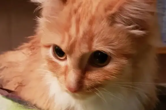 Ласковый котенок найден на улице в Томске