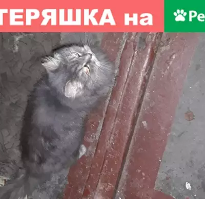 Найден домашний серый кот на улице Демьяна Бедного, 2