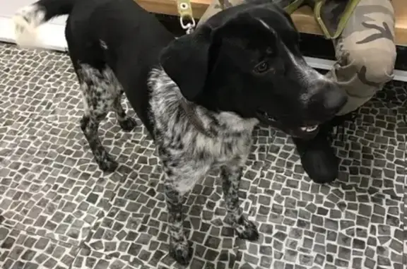 Найдена собака Кобель возле метро Бабушкинская