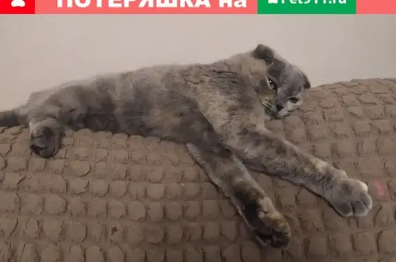 Пропала кошка Боня в Вологде, ГПЗ-23, 26.
