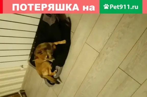 Найдена домашняя собака в районе Аксакова, Калининград