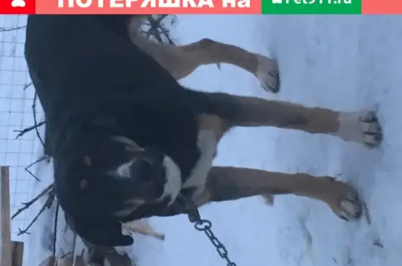 Собака Девочка найдена в Рузе