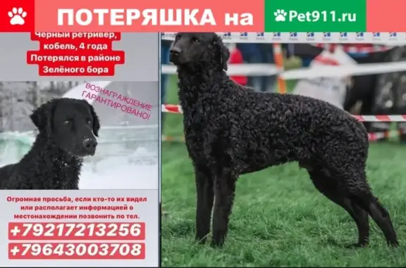 Пропала собака Фредди, Чёрный ретривер в Архангельске